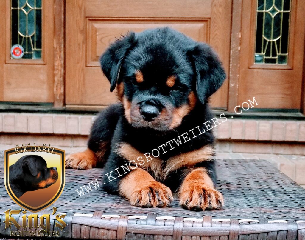 what is a king rottweiler