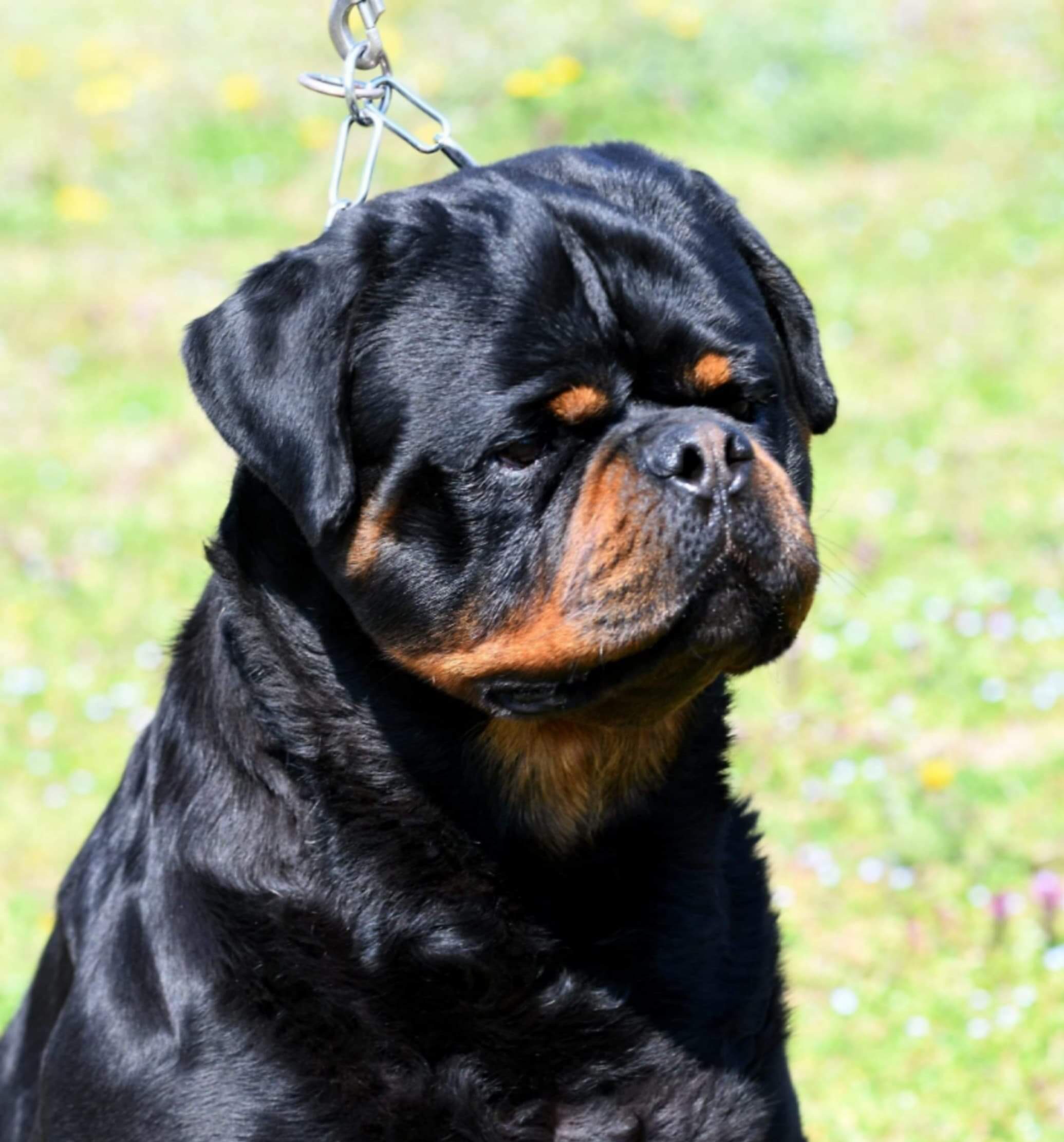 what is a king rottweiler